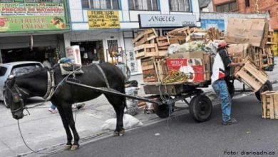 se prohíbe el uso de vehículos de tracción animal