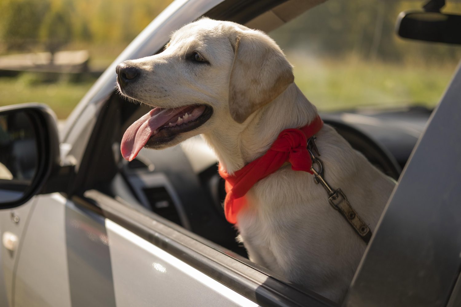 Proyecto de ley para que mascotas viajen en cabina