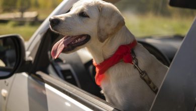 Proyecto de ley para que mascotas viajen en cabina