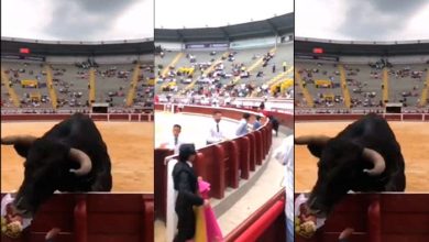 Video: Toro causa gran susto en la plaza de Cañaveralejo al saltar la barrera