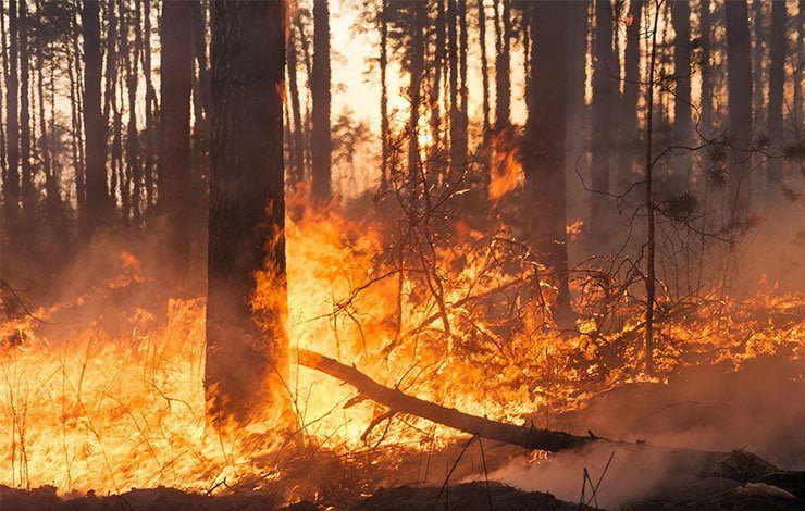 Emergencia en Chile: van 99 víctimas mortales por devastadores incendios forestales mundo