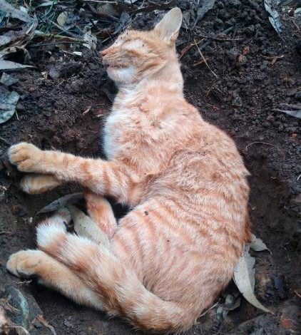 gata habría sido abusada