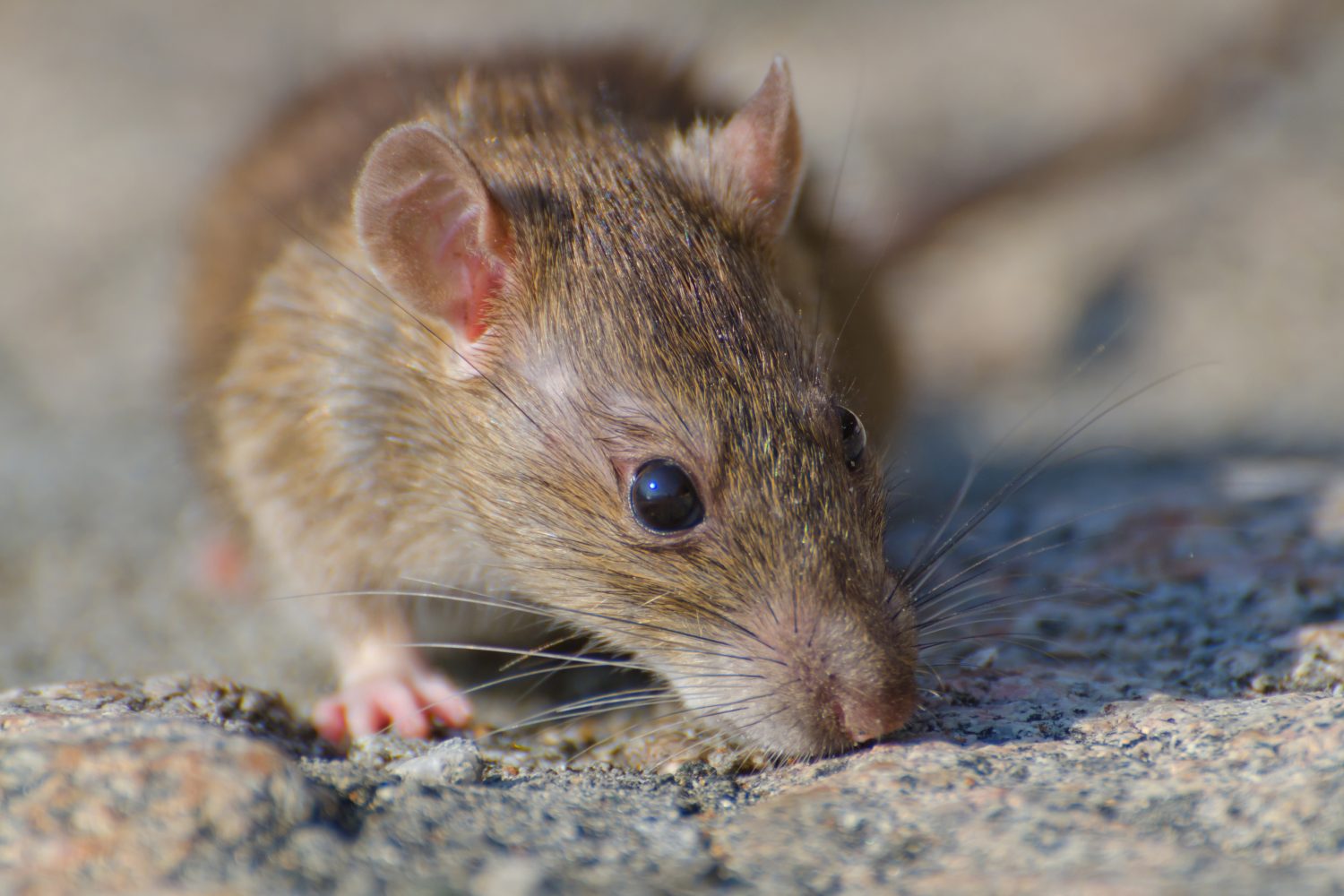 Ratas del tamaño de gatos en inodoros de Reino Unido