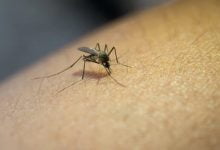 Dengue Chikunguña Zika / coronadengue / mosquitos / dengue | fallecidos por dengue / alarmas sanitarias / dengue en Colombia / fenómeno el niño / vacuna contra el dengue - Síntomas del dengue