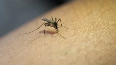 Dengue Chikunguña Zika / coronadengue / mosquitos / dengue | fallecidos por dengue / alarmas sanitarias / dengue en Colombia / fenómeno el niño / vacuna contra el dengue - Síntomas del dengue / virus