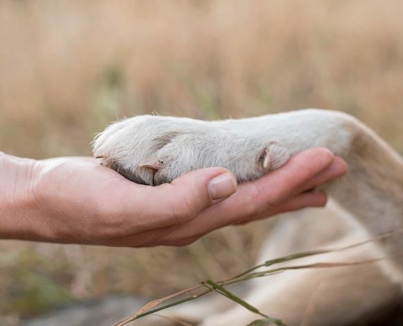 perros para personas alérgicas / perro