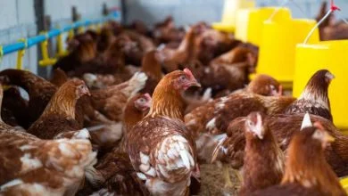 gripe aviar francia / influenza aviar en Sucre | China gripe aviar en humanos