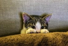 orina de gato / Cuánto tiempo vive un gato / olores que estresan a los gatos