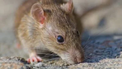 ratón se comió el ojo de una mujer