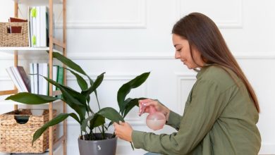 Plantas en el hogar - estrés