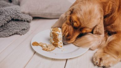 Alimentos que pueden ser mortales para tu perro / eliminar el olor a perro