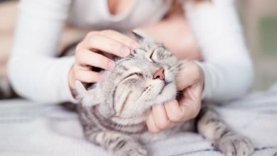 Esto es lo que le puede pasar si acaricia un gato; se sorprenderá - abrazar gatitos