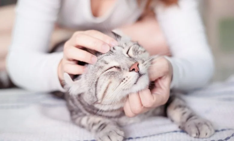 Esto es lo que le puede pasar si acaricia un gato; se sorprenderá - abrazar gatitos