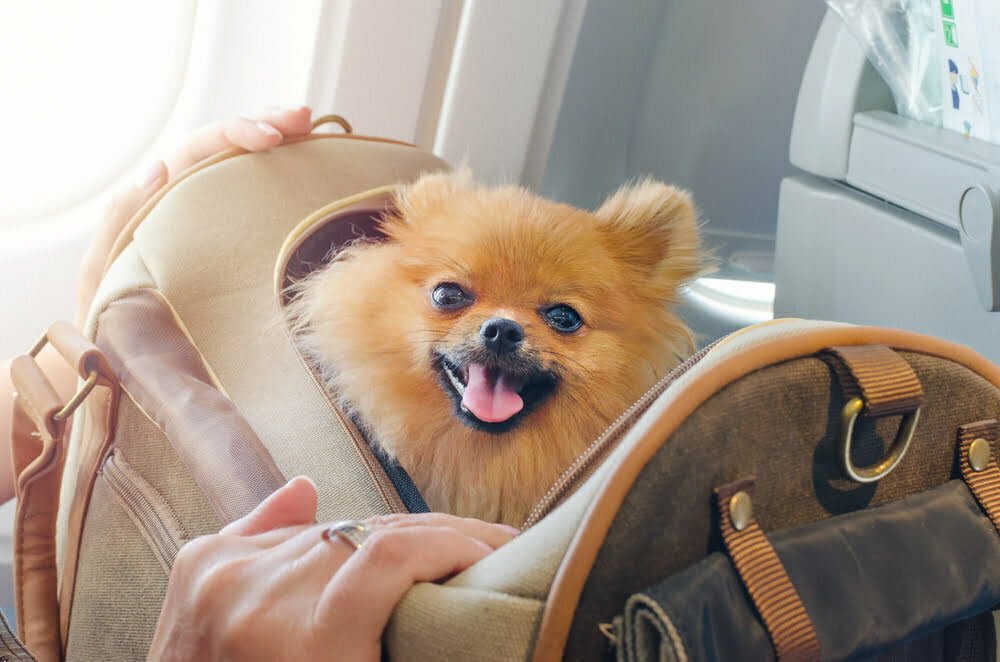 ¿Quiere Viajar Con Su Mascota En La Cabina Del Avión? Conozca Las Reglas