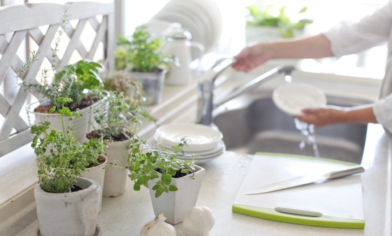 Plantas que sirven para eliminar los malos olores de la cocina