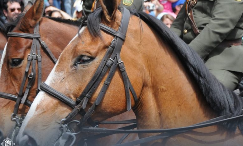 uso de caballos de la Policía