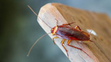 Llegó al hospital con un fuerte dolor de cabeza y le descubrieron una cucaracha en el oído / cucarachas