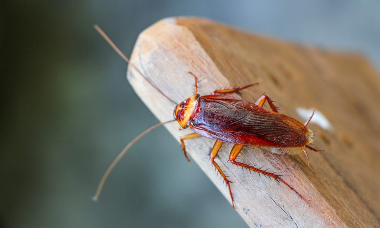 Llegó al hospital con un fuerte dolor de cabeza y le descubrieron una cucaracha en el oído / cucarachas