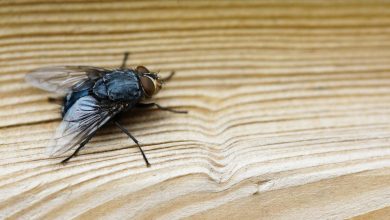 Primer plano de una mosca sobre una superficie de madera marrón / moscas | moscas lejos