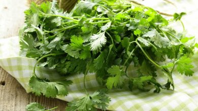 Té de cilantro para bajar de peso: así se debe preparar - cultivar cilantro