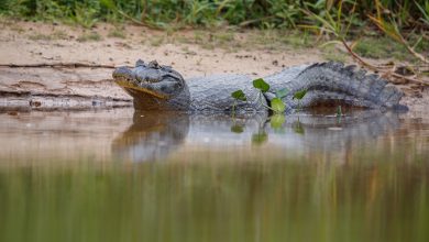 Cocodrilo se devoró a menor | perro caimán | caimanes de un lago | en la boca de un caimán