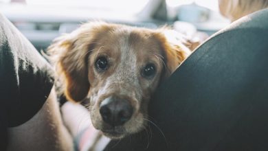 lindo perro blanco y rojo sentado , Avianca / edad de un perro / perros