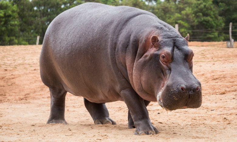 hipopótamo se tragó a un niño de 2 años, luego lo escupió y salió vivo