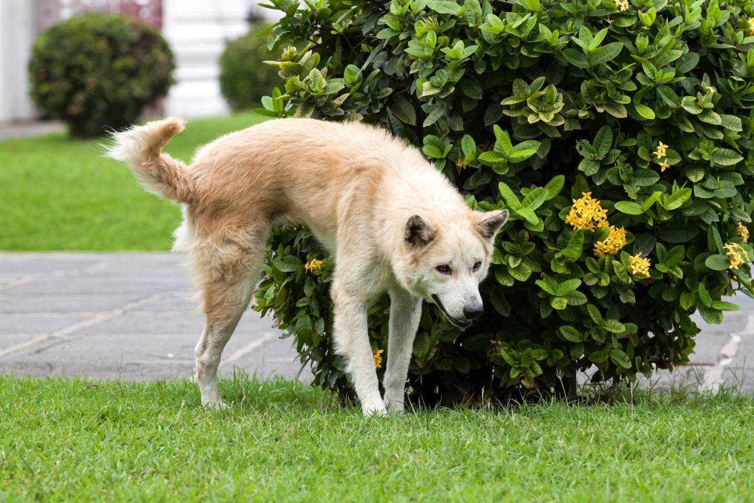 Con este truco los perros ya no orinarán ni defecarán delante de su casa / perro