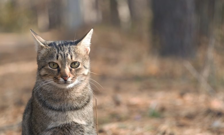 Gato de raza británica maullando con sonidos de Gato / primer caso de rabia