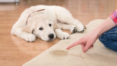 El cachorro recuperador de oro parece culpable de su castigo / perro