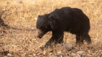 abrazadores profesionales de osos | oso senderista