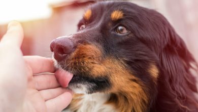 Un pequeño perro callejero lame una mano humana, en la calle / lamer de las mascotas mascota