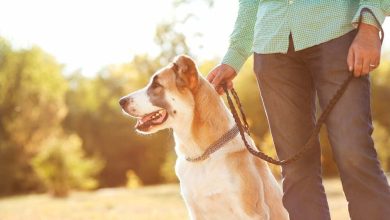 Hombre y pastor de Asia central caminan por el parque / perro / perros / edad de un perro / razas de perro / altas temperaturas