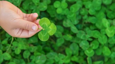 El trébol: ¿por qué es el símbolo del Día de San Patricio?