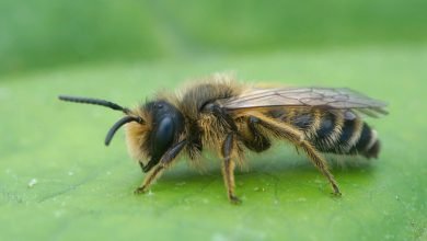 tragarse una abeja