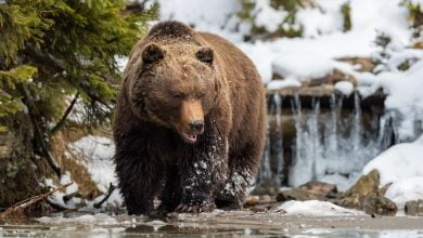 un oso los devoró