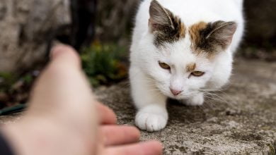 gato / gatos