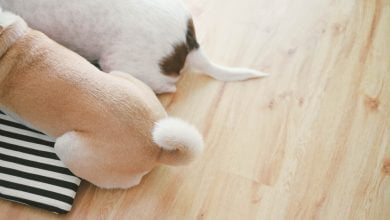 Dos colas de perro marrón / cola a los perros / Cortarle la cola y orejas a un perro / olor a perro