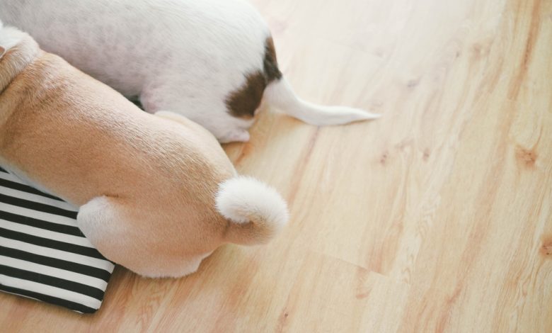 Dos colas de perro marrón / cola a los perros / Cortarle la cola y orejas a un perro / olor a perro