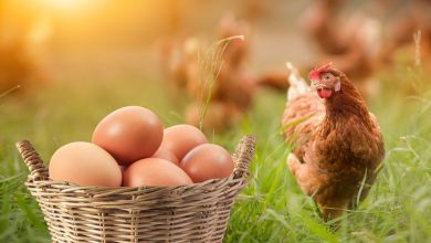 Huevos marrones en la canasta y había una gallina parada en un lado aislada / el huevo o la gallina