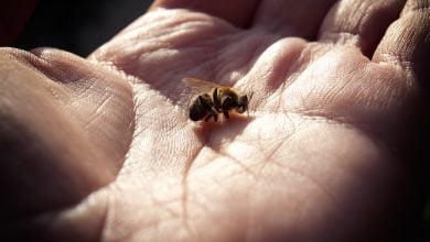 mano sostiene una abeja