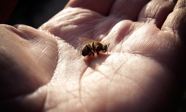 mano sostiene una abeja