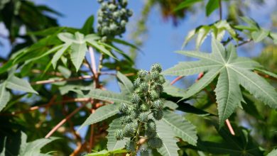 Ricinus communis, la planta de frijol de castor o aceite de ricino / plantas