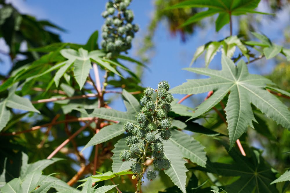 Ricinus communis, la planta de frijol de castor o aceite de ricino / plantas