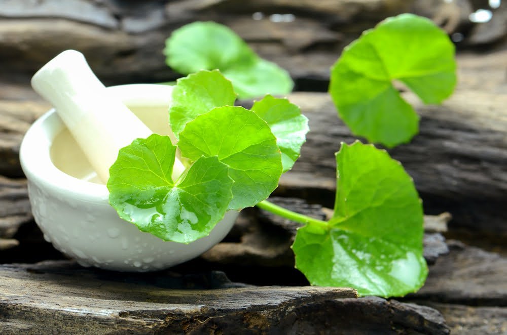 Esta planta le ayuda a producir colágeno y reduce las arrugas