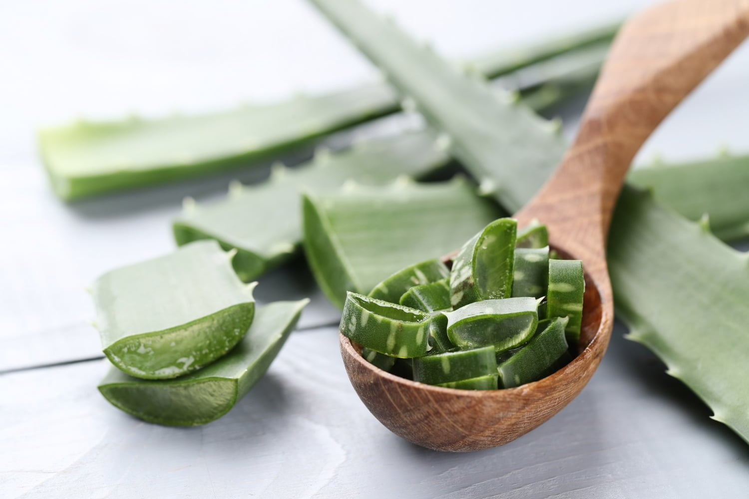 aloe vera / gastritis - quemaduras con pólvora / sábila