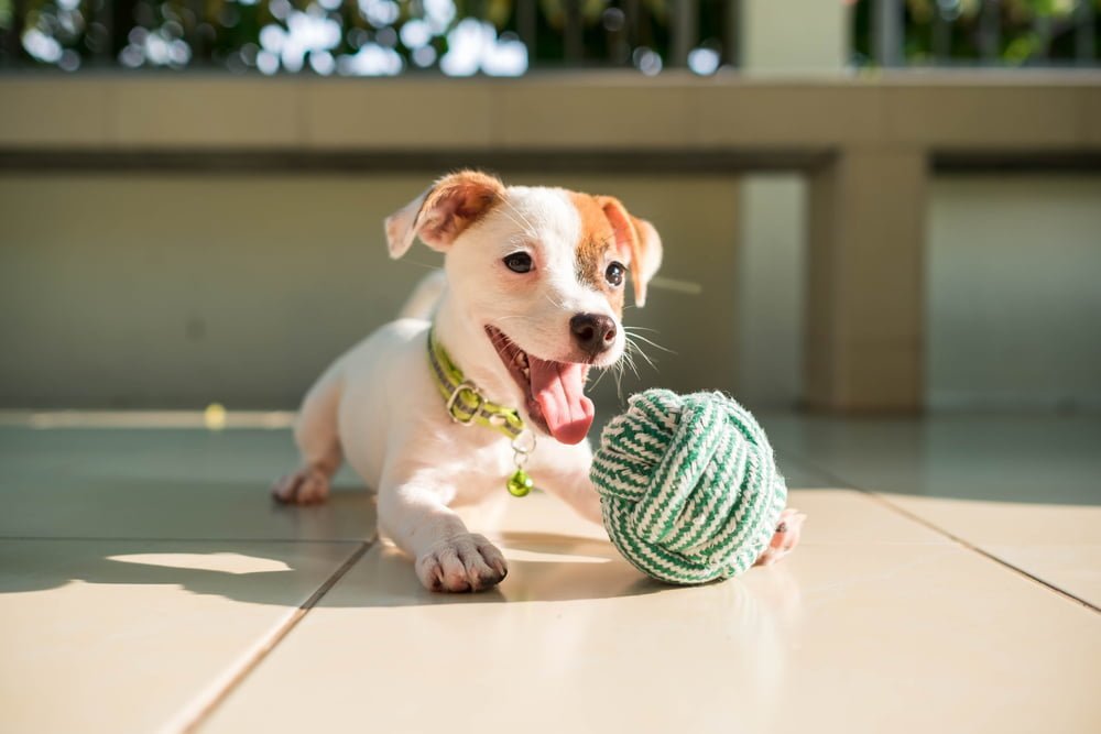 perros / edad de un perro