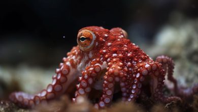 un pulpo en la garganta