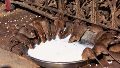 Templo Karni Mata, Deshnok, Rajasthan, India