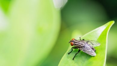 ¿Por qué las moscas se frotan las patas? / mosca